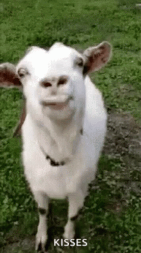 a white goat is in the grass smiling
