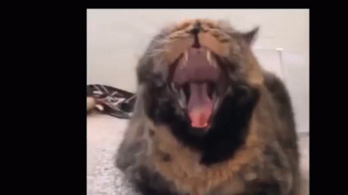 a close up of a cat that has a big mouth
