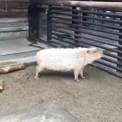 a baby boar at the zoo walking around with it's parents