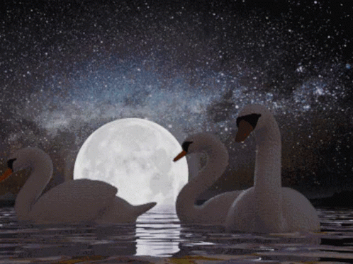 three swans in the water and a full moon