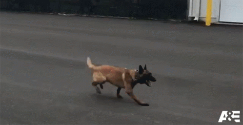 a dog is standing in the street running