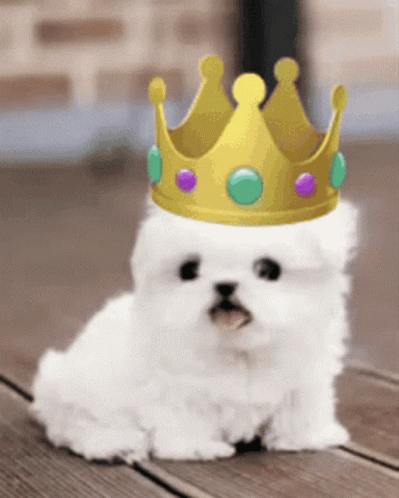 small white dog wearing a blue crown