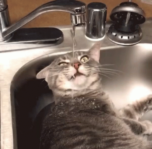 a cat sitting in the sink in a bathroom