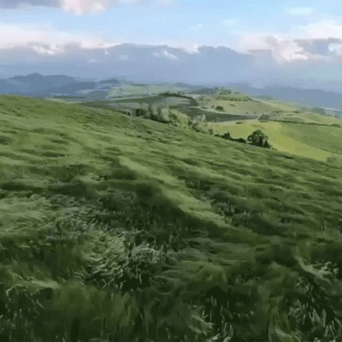 an animal walking across a grass covered hill