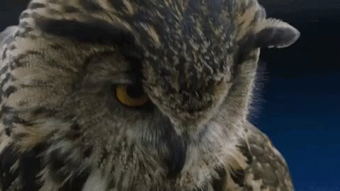 an owl is pographed with blue eyes