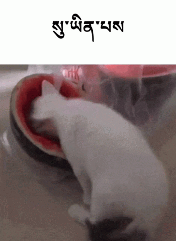 a cat licking into a dish with the caption in thai above