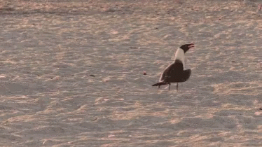 a bird walking on top of a sandy beach