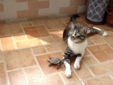 a cat with its paw on the back of a turtle
