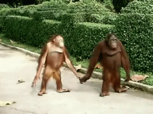 two monkeys holding hands on a sidewalk