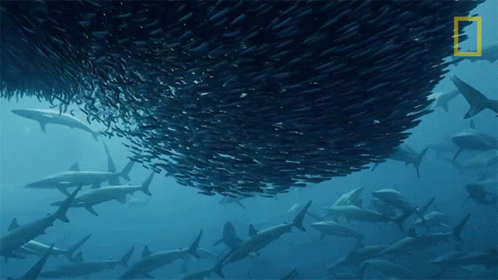 an up close picture of hundreds of fish