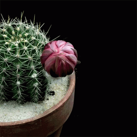 a cactus with a purple flower inside of it