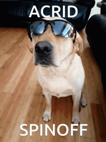 a white dog with sunglasses on and the caption the dog is wearing a goggles