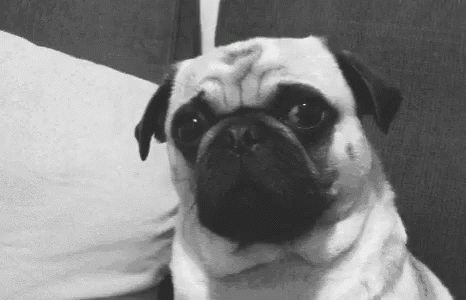 black and white po of a pug sitting on a bed