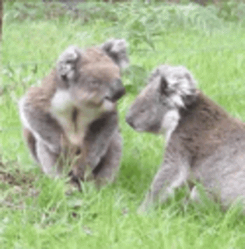 two small bears are playing with each other