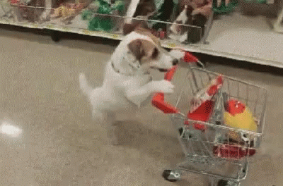 the dog is hing a small shopping cart