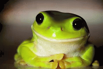 a green frog that has some blue ribbons around it's neck