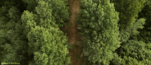 the view from an aerial view point shows many trees