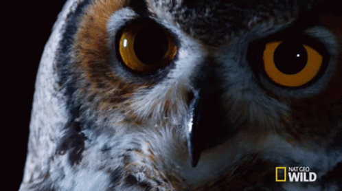 an owl is shown with big blue eyes