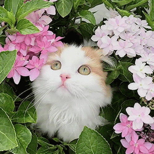 there is a cat peeking out of the flowers