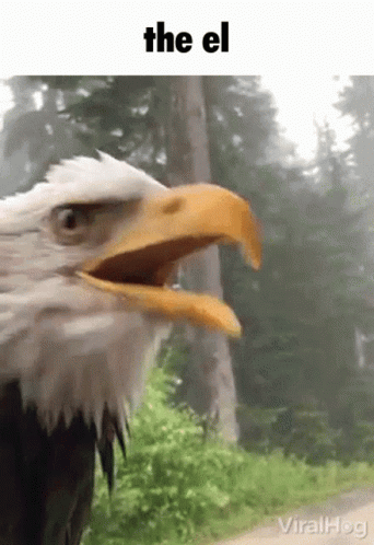 a picture of an eagle with its mouth open
