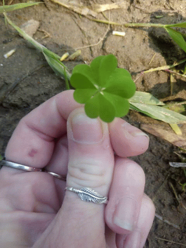a hand that is holding a four leaf clover