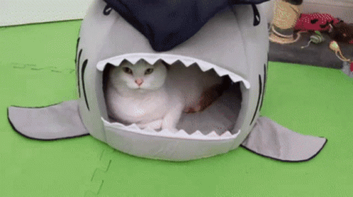a cat is inside a shark shape bed
