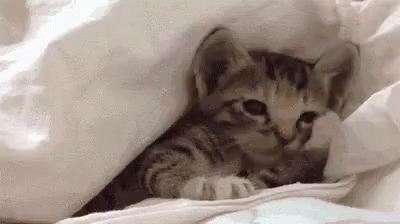 a little kitten peeking out from behind white sheet
