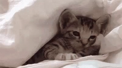 a kitten hiding in the covers of a bed