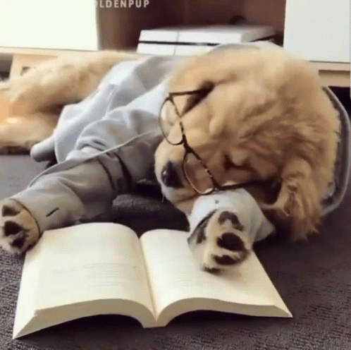 a teddy bear laying down on the ground with an open book