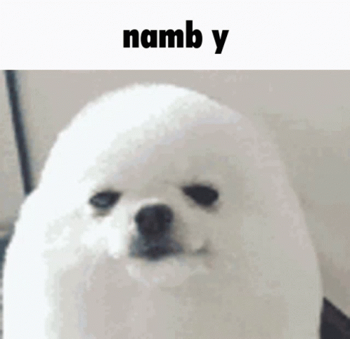 a small white dog with the name nammba written in a large font on it