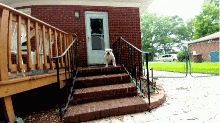 a large white dog standing next to stairs near a door