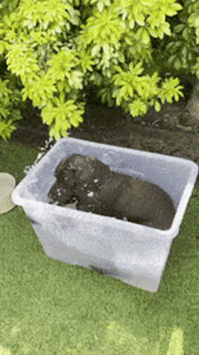 there is a plastic cat sitting in a tub in the ground