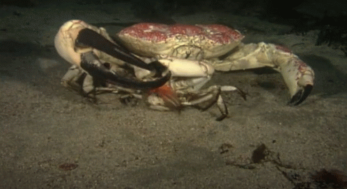 a blue and white crab on the ground with a glove around it