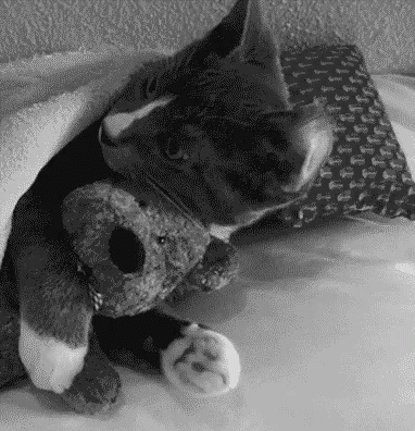 a black and white image of a dog laying with his teddy bear