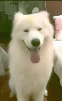 a white fluffy dog on a bed with its tongue out