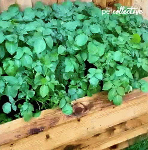 a wooden planter box filled with lots of leaves