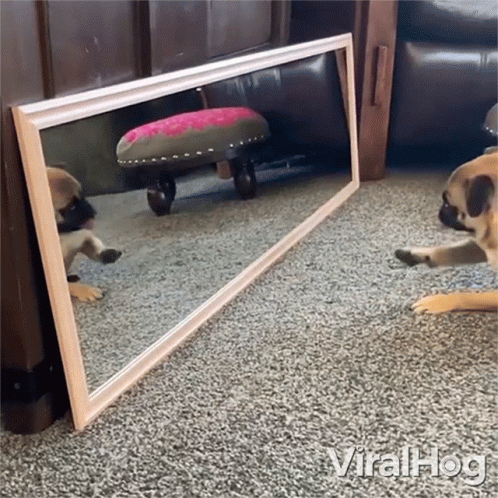 the cat is playing near the mirror with its paws