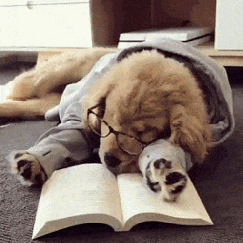 a dog laying on its back next to a book