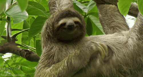 a sloth sits in a tree as it eats