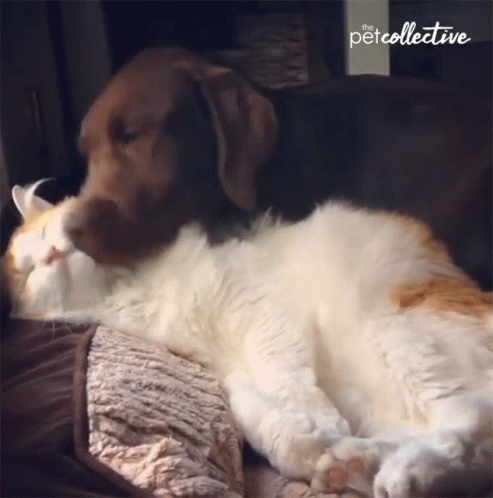 a dog and cat on a pillow while one lays down