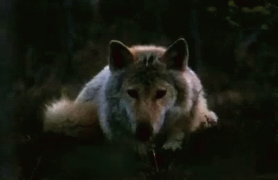 a wolf with his head turned toward the camera