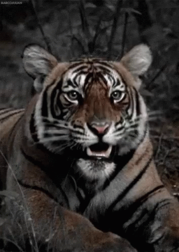 a black and white tiger with a white face