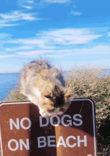 a small dog standing on top of a no dogs on beach sign