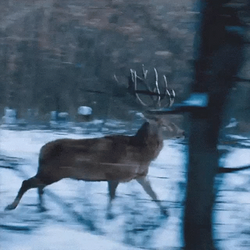 a deer walking through a forest filled with trees