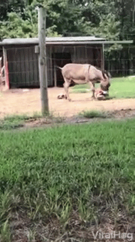 a rhino eating grass next to a wooden structure