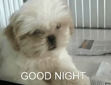 a small white dog with the words good night on it