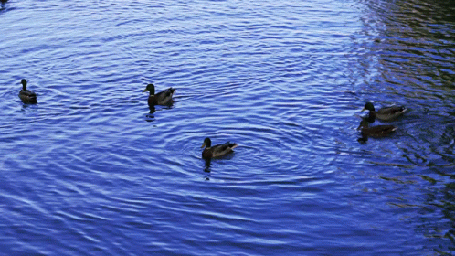 ducks in the water swimming together at a lake