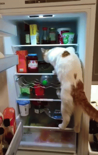 the cat is trying to reach the top of the refrigerator