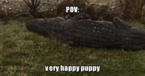 a small animal laying in the grass with captions describing what it is