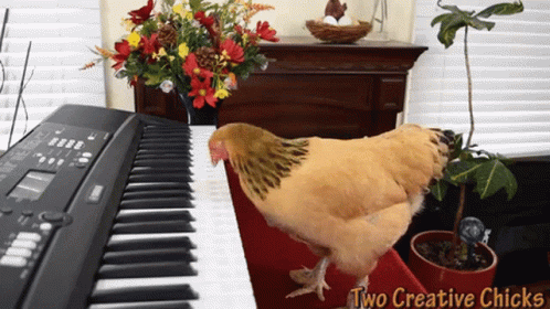 a black and white bird next to a piano